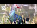 grey headed swamphen neela kozhi purple swamphen birds in malayalam wildlife bird kerala