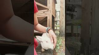 Endless☀️Summer☀️Vibes #RabbitFarming #Bunny #Rabbits #Farming #WhiteRabbit #GoodLuck #Summer #Farm