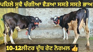 ਸਸਤੇ ਭਾਅ 2 ਗਾਵਾਂ ਵੀਕਾਓ। cows for sale/vadiya farm/15-2-25