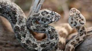 coming soon - (Crotalus mitchellii)