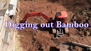 Digging Out Bamboo