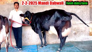 2-2-2025 Mandi Dabwali fateh dairy farm Punjab #rajusirsa