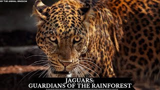 Jaguars: Guardians of the Rainforest