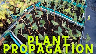 Plant Propagation Workshop for our Online Nursery