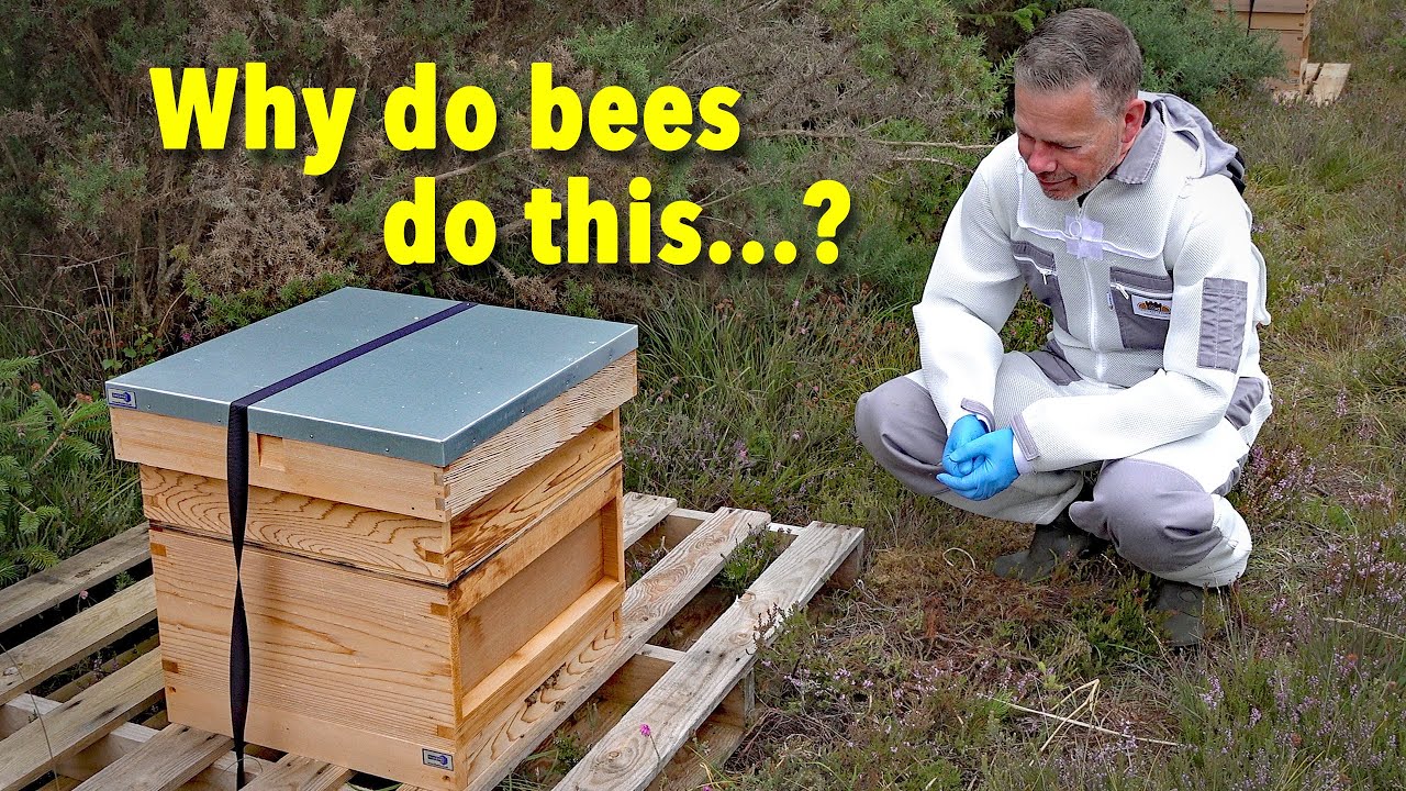 Beekeeper Answers Your Bee Questions Ep 254 Youtube