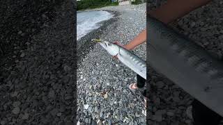 這怪物跟大腿一樣粗（小港口系列）    #岸拋 #fishing #路亞 #lure