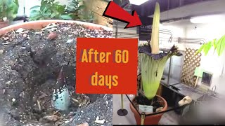 World's Biggest Flower 9ft (PEERY THE CORPSE) full blooming video.