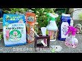 介殼蟲.カイガラムシの駆除方法❗️不可不知的撇步與秘訣.知識💪how to effectively get rid of scale insects 介殼蟲 カイガラムシ