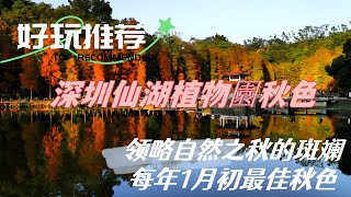 深圳仙湖植物園，春去秋來落羽杉色彩繽紛，詩和遠方就在眼前