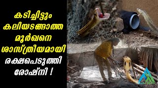 Aggressive Cobra Rescue Kerala Forest Officer | Cobra Rescue | Snake Rescuer Officer Roshni |