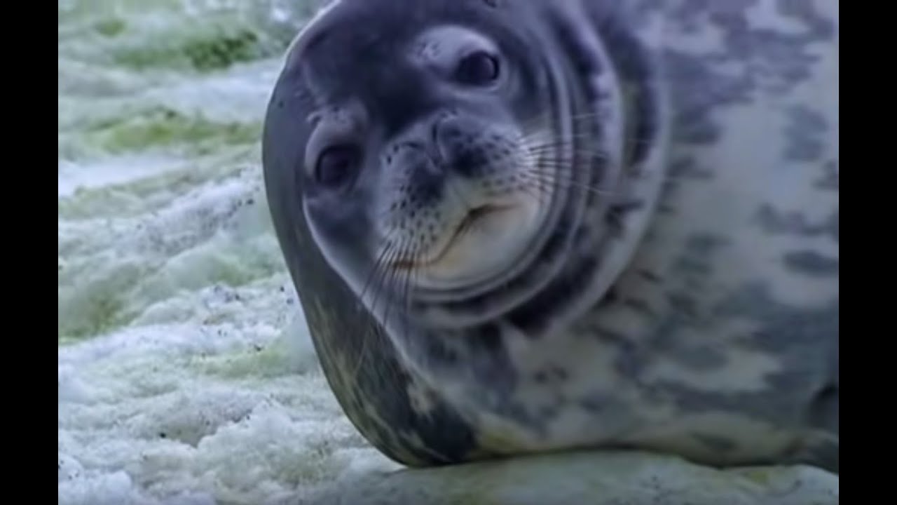 Weddell Seals In Antarctica | Deep Into The Wild | BBC Earth - YouTube