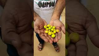 Jujupe fruit 😋| எலந்தை பழம் #SaudiArabia #cauverythendral #shorts #trending