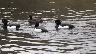 キンクロハジロの鳴き声