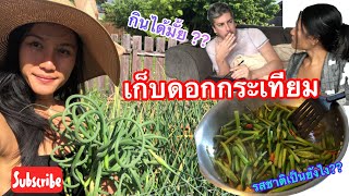 [ep.87] เก็บดอกกระเทียม  ที่ปลูกมานานกว่า 8 เดือน 🇨🇦🇨🇦#garlic scapes