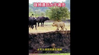 雄獅潛入水牛的領地，本想抓只水牛回家，卻遭到水牛突然襲擊 #野生動物零距離 #動物世界 #動物的迷惑行為 #獅子 #水牛