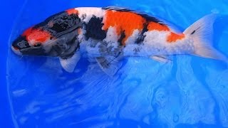 Quality Japanese Koi | Jumbo Showa Koi Fish Varieties from Japan - Part 1