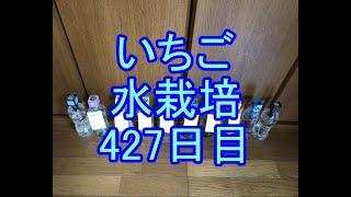 🍓いちご水栽培🍓062🍓427日目（61週間≒1年1ヶ月）🍓