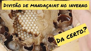 Divisão de mandaçaia no inverno