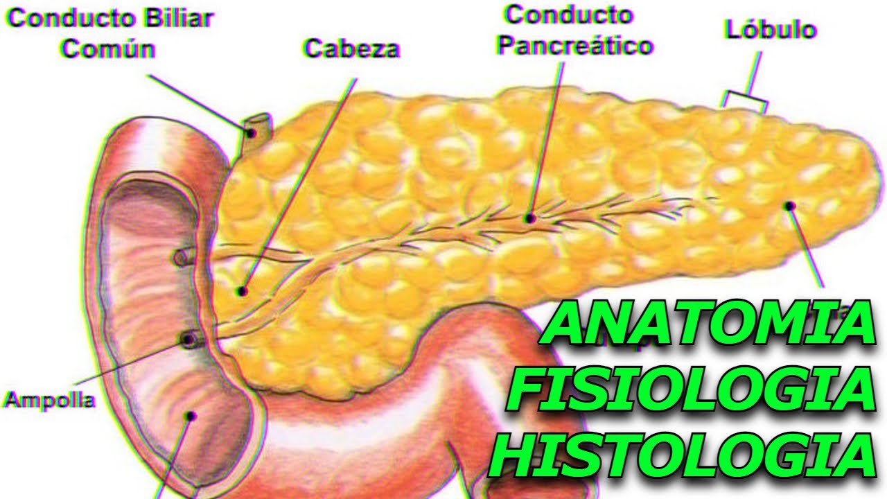 Páncreas: Entendiendo Su Anatomía Y Función - YouTube