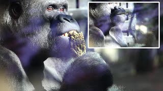 Silverback's Momotaro's learning ability is excellent. Date taken 2024.11.13