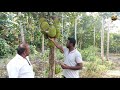 பலா மரத்தில் கனிந்த பழத்தை எப்படி கண்டுபிடிப்பது jack fruit techniques in tamil