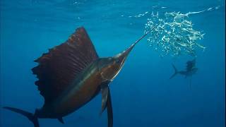 Facts: The Sailfish