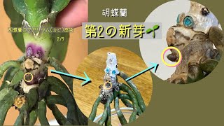 2022年3月14日　②【第2の新芽🌱】　①から２週間後の新芽が少し成長　この株はフザリウム（病気）でした　・シンビジューム　プリンセスマサコ