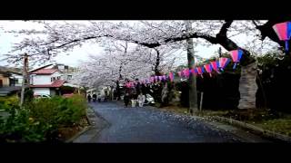 閑人の動画：５６０横須賀の桜（衣笠山公園・ヴェルニ―公園）