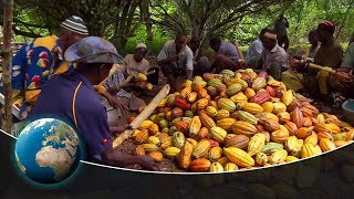 Fair trade in cocoa from the Ivory Coast