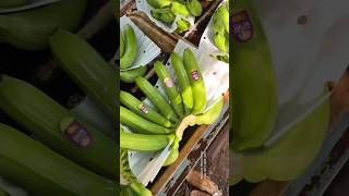 香蕉包装出口，市场掉价，香蕉便宜😭🍌🍌🍌 | Banana price down #香蕉 #fruit