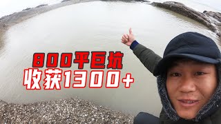 3桶猪血和20斤鱼仔投800平巨坑，鲨鱼夫妻霸占坑底，最少能卖1300