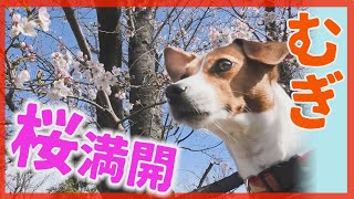 【わんこ】公園の桜が満開でママと花見に行っちゃったジャックラッセルテリアのむぎの巻【犬動画】