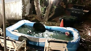 Bears Having a Blast in Backyard Pool || ViralHog