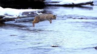 Luchs mit unglaublicher Sprungkraft