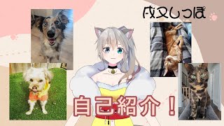 【自己紹介】獣医Vtuberの戌叉しっぽです【新人Vtuber/VtuberEN】