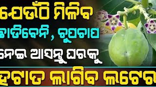 ଯେଉଁଠି ମିଳିବ ଛାଡିବେନି, ଚୁପଚାପ ନେଇ ଆସନ୍ତୁ ଘରକୁ. ହଟାତ ଲାଗିବ ଲଟେରୀ