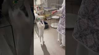 ジャンプ力がすごい猫