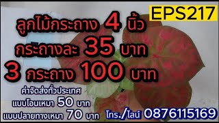 EPS217 ลูกไม้กระถางละ 35 บาท 3 กระถาง 100 บาท อัญญาบอนสี โทร./ไลน์ 0876115169