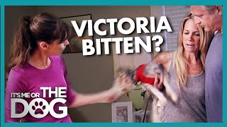 'Vicious' Family Dog Needs To Be Tamed | It's Me or the Dog