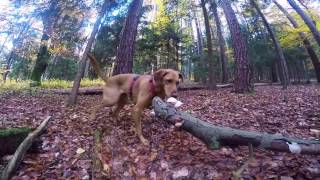 Emmi the viszla – investigation in an autumn forest