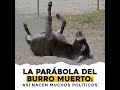 parábola del burro muerto