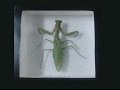 How to Pin and Frame an Insect for collection How to Pin and Frame an Insect for collection