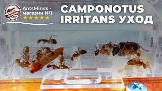 Содержание Camponotus irritans в вертикальной ферме AntsMinsk