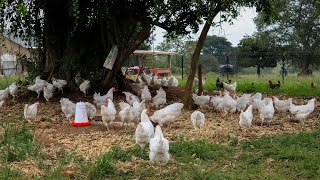 How I Raise Free Range Chickens CHEAP and EASY