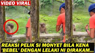 REAKSI PELIK SI MONYET BILA KENA 'BEBEL' DENGAN LELAKI NI DIRAKAM...