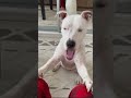 Ахаха обожаю эту моську❤️ dog глухаясобака глухаятэффи