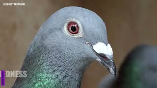 RACE RECOVERY Protocol - Why do we need to Cleansing and Detox the Pigeons after the Race