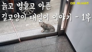 늙고 병들고 아픈 길고양이 태일이가 나를 기다리는 이유 - 1부