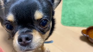 #638 黒豆くんの食事シーン【看板犬チワワ】