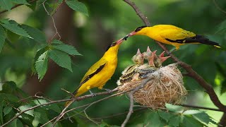 Black-Naped Oriole Birds Lifestyle || Nature And Creature